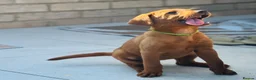 Labrador Retriever dogs for sale: Mahogany fox red Labrador  - Advert 12