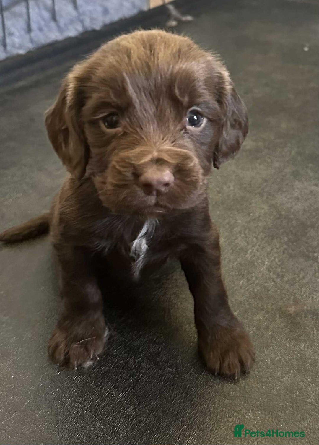 Sprocker dogs for sale: Sprockers  - Advert 3