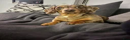 Miniature Dachshund dogs for sale: Miniature Dachshund seeking his forever home  - Advert 15