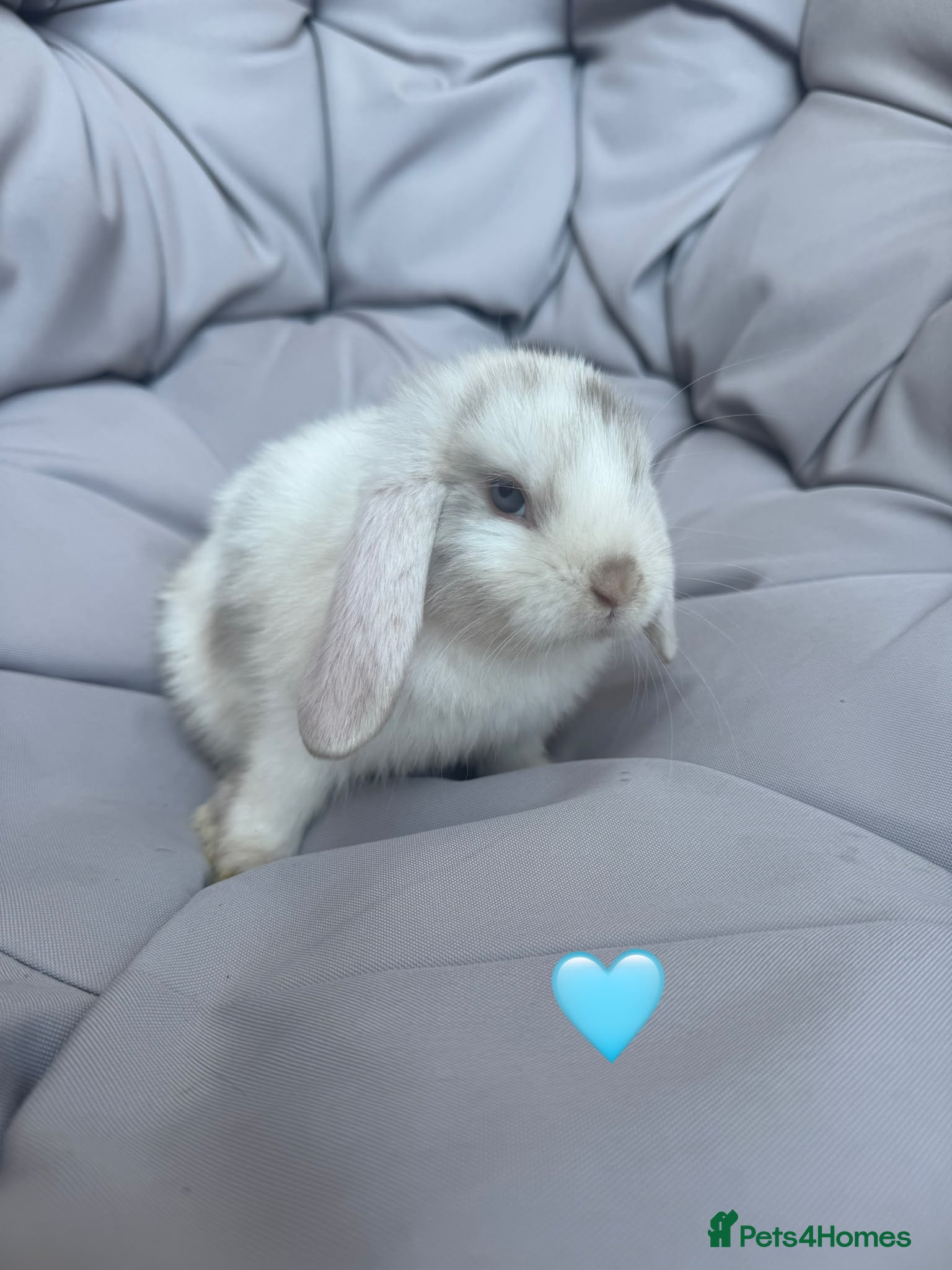 Mini Lop rabbits Mini Lop Babies  - Advert 4