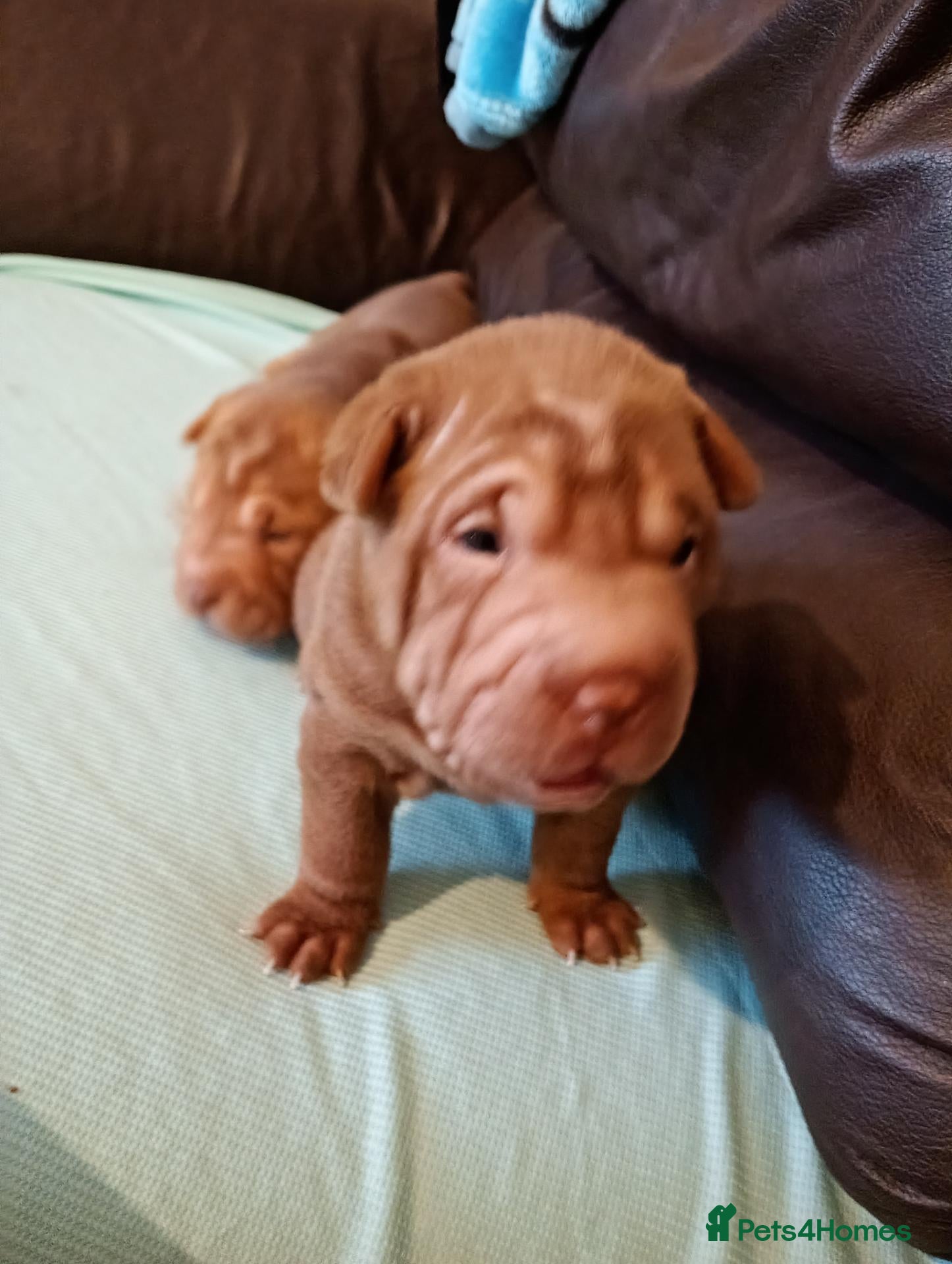 Shar Pei dogs Shar pei pups  - Advert 14