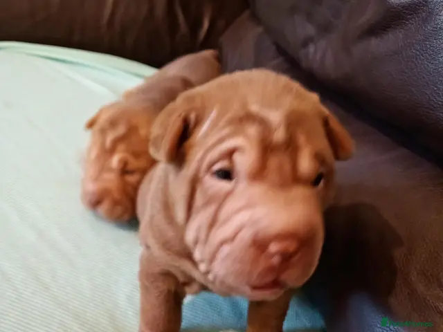 Shar Pei dogs Shar pei pups - Advert 14