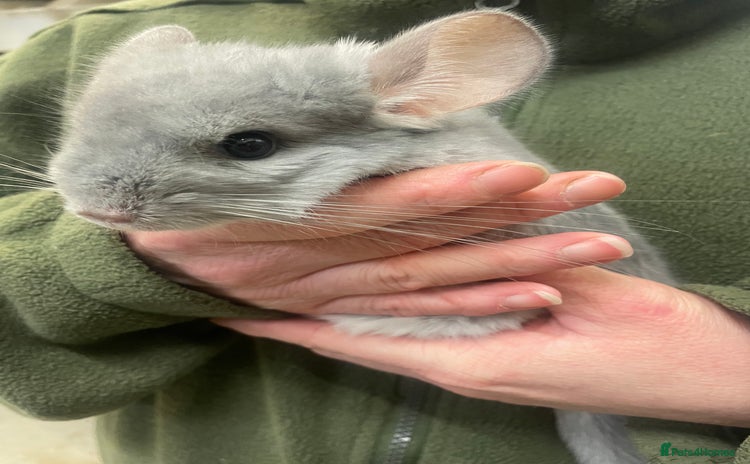 Chinchilla rodents Baby chinchillas  - Advert 4