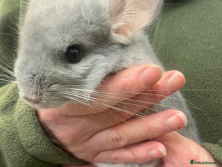 Chinchilla rodents Baby chinchillas - Advert 6