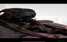 Bullmastiff dogs for stud: Bullmastif  - Image 5