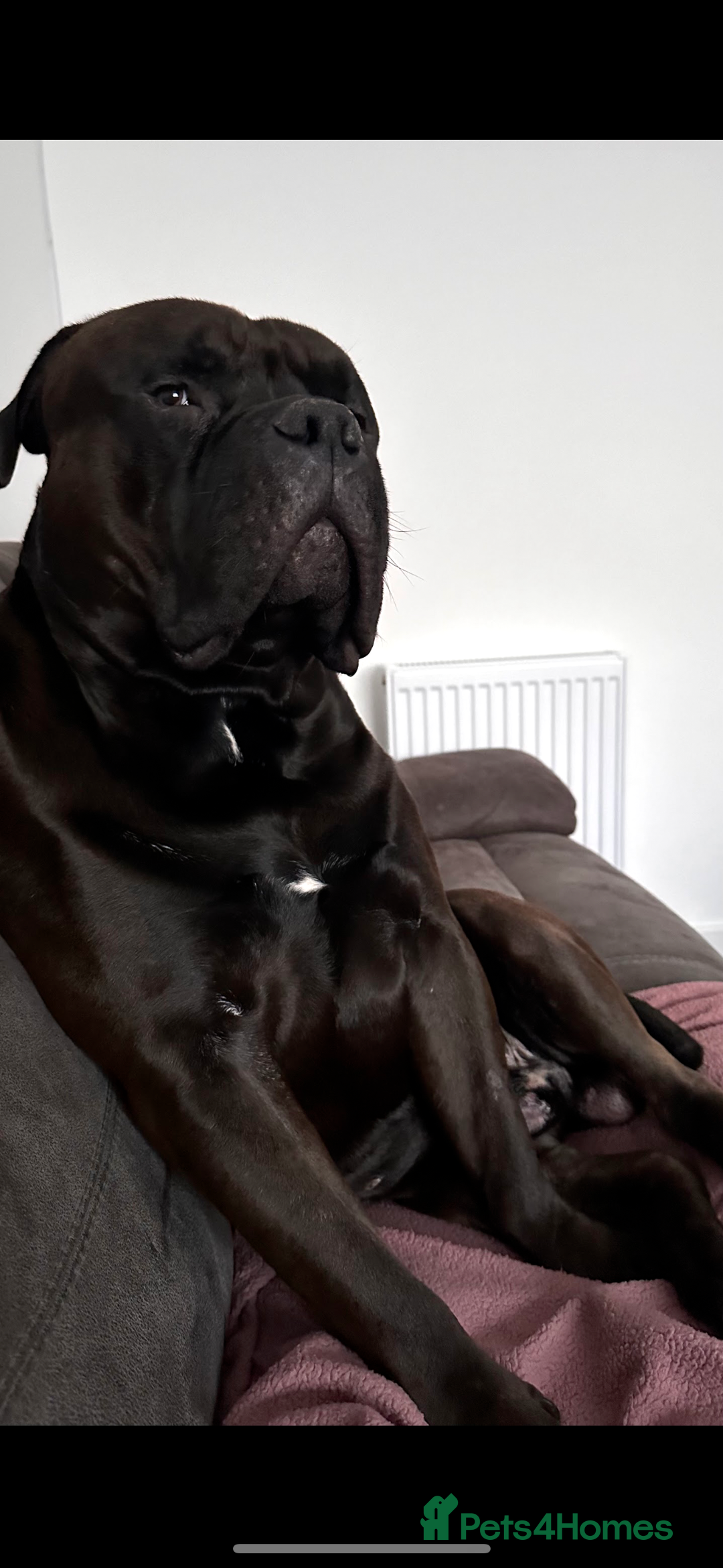 Bullmastiff dogs for stud: Bullmastif  - Image 5