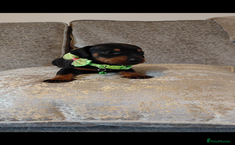 Miniature Dachshund dogs - Advert 11