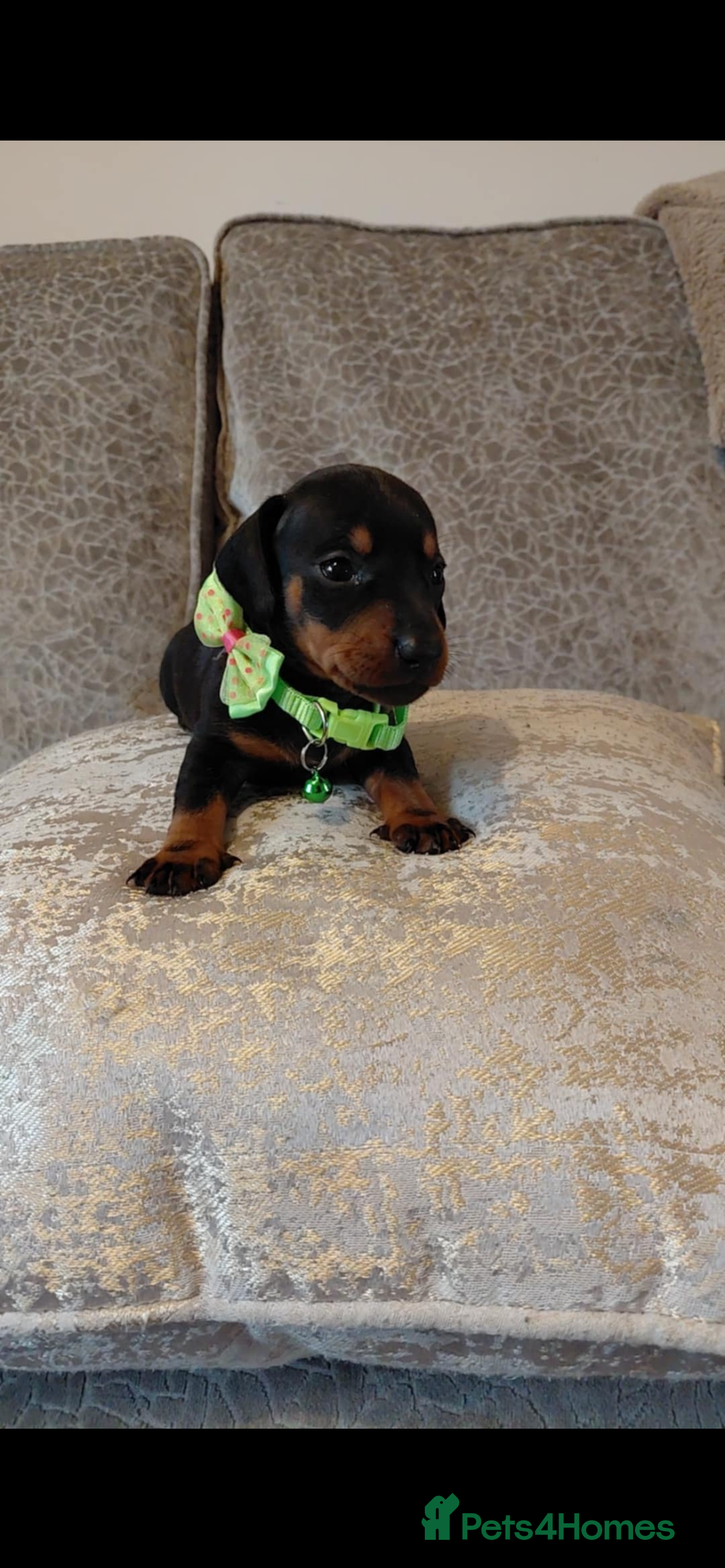 Miniature Dachshund dogs for sale: Ready now miniature dachshunds boy - Image 9