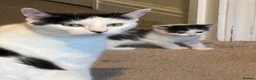 British Shorthair cats for sale: Harlequin British Shorthair  - Advert 1