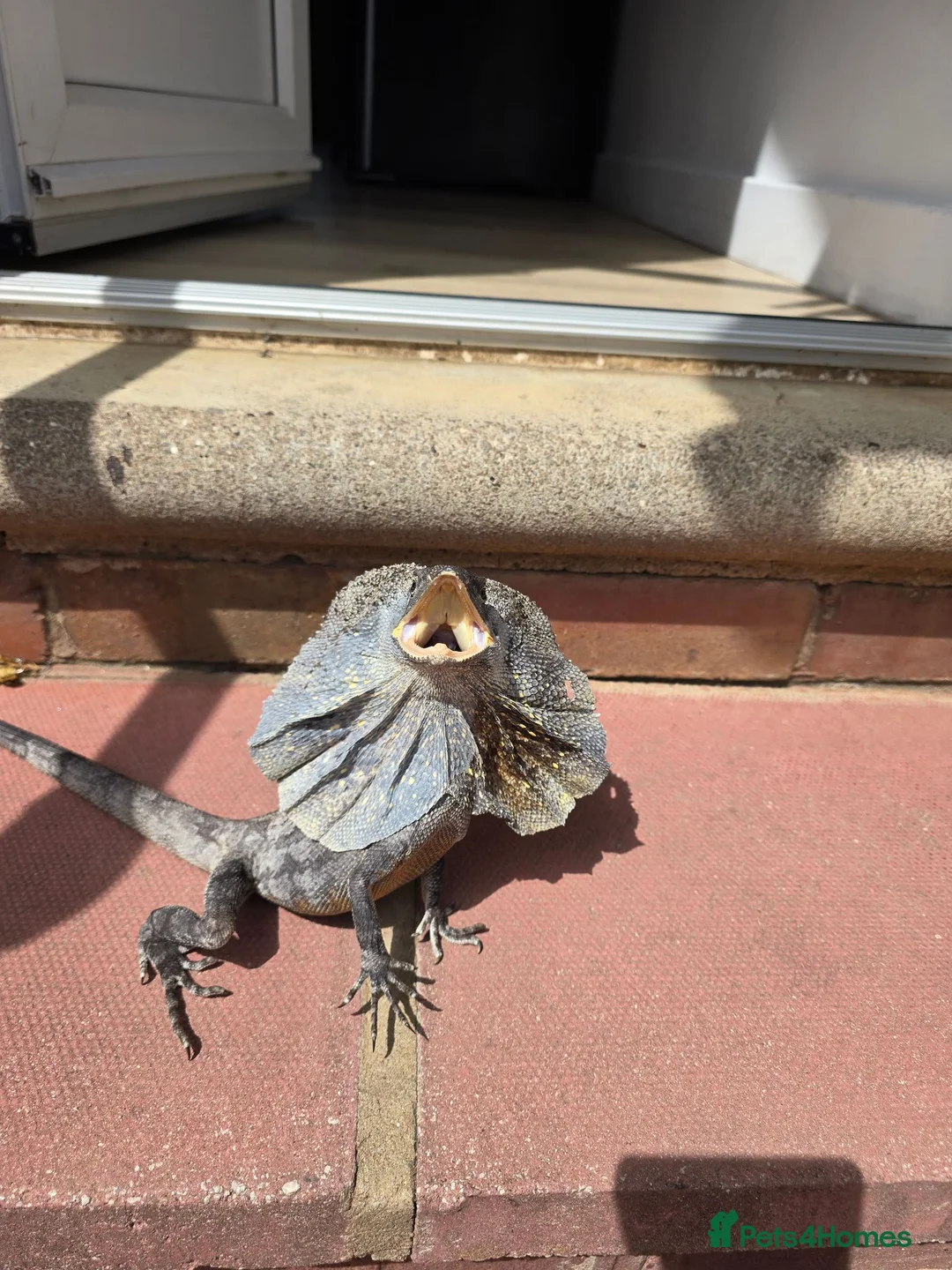 Lizard reptiles for sale: Frilled dragon  - Advert 1