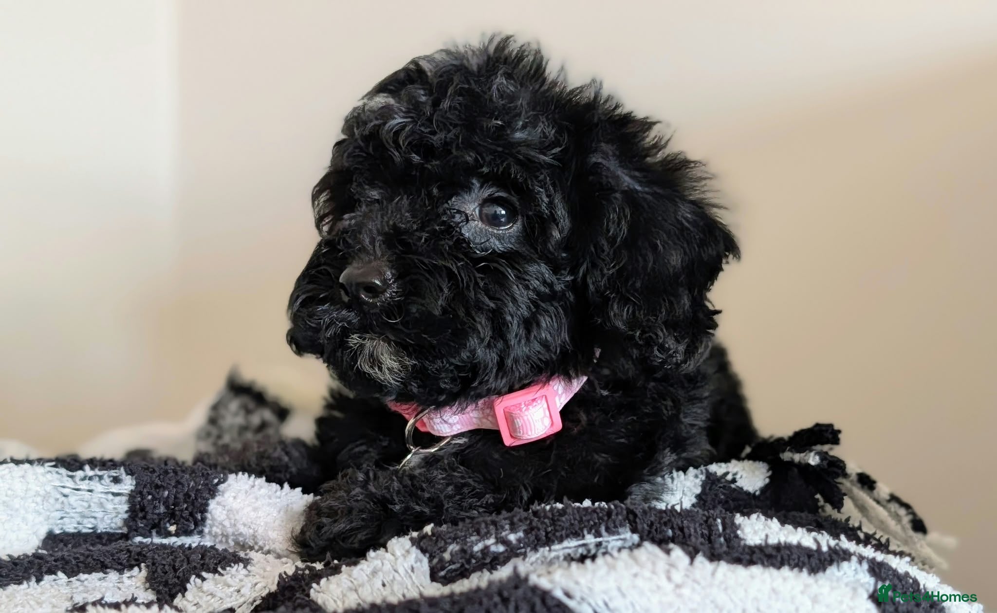 Cavapoochon dogs PRA Clear Genetically Tested Cavapoochons Ready - Advert 2