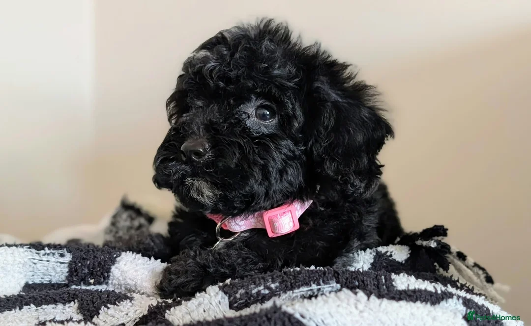 Cavapoochon dogs for sale: Extensively Tested Cavapoochons Fully Vaccinated  - Advert 2