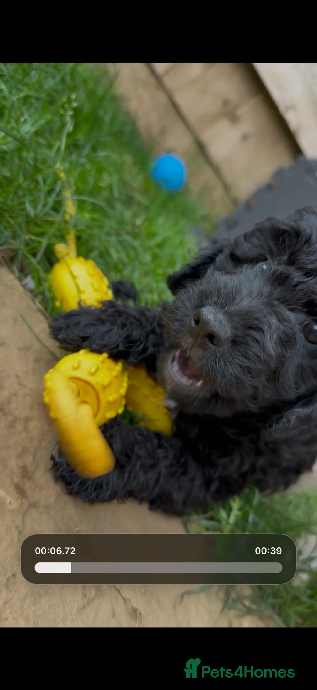 Cockapoo dogs for sale:  cockapoo litter f2 - Advert 2