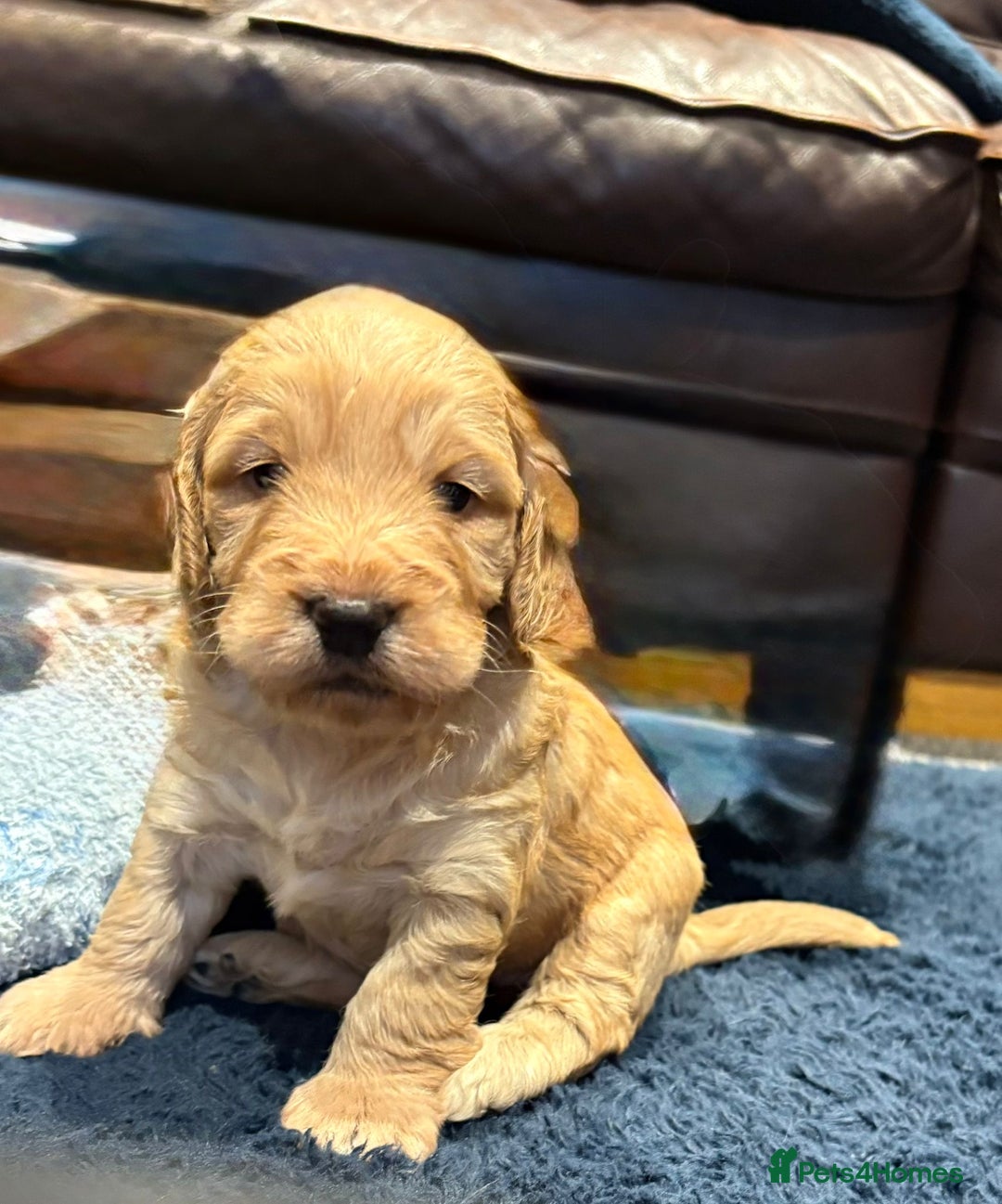 Cockapoo dogs for sale: Cockerpoo - Image 2