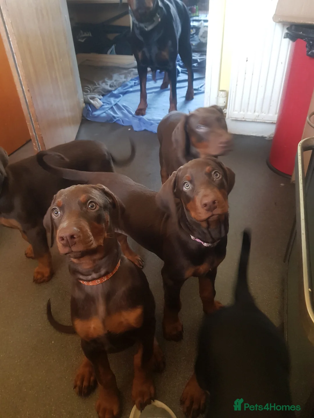 Dobermann dogs for stud: Proven Euro Doberman Stud in London - Advert 15