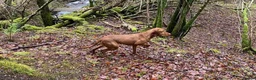 Mixed Breed dogs for sale: Hungarian Vizsla X Labrador (fox red) in Fort William - Advert 10