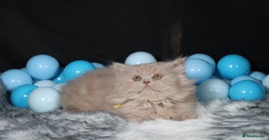 British Longhair cats - Advert 2