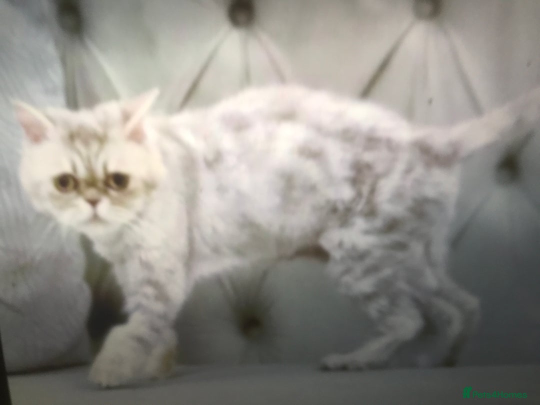 Mixed Breed cats for adoption: COCO -MEDIUM FUR PERSIAN MIX EXOTIC GIRL ?? - Advert 3