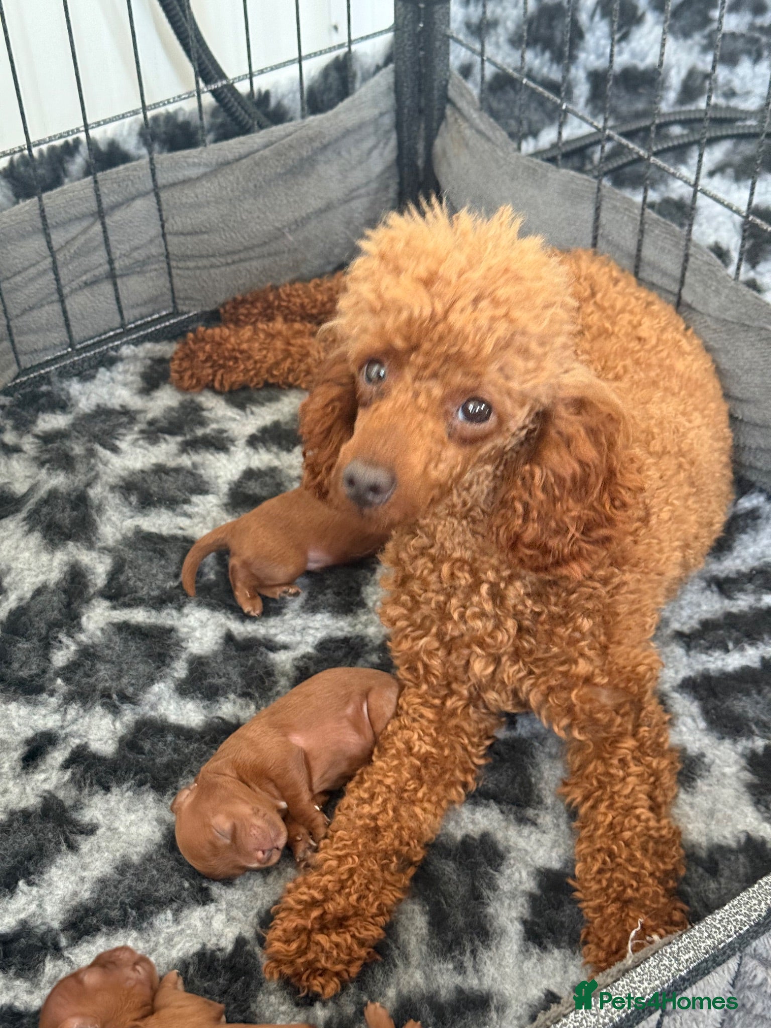 Cavapoo dogs Stunning deep dark red F1 Cavapoo’s - Advert 1