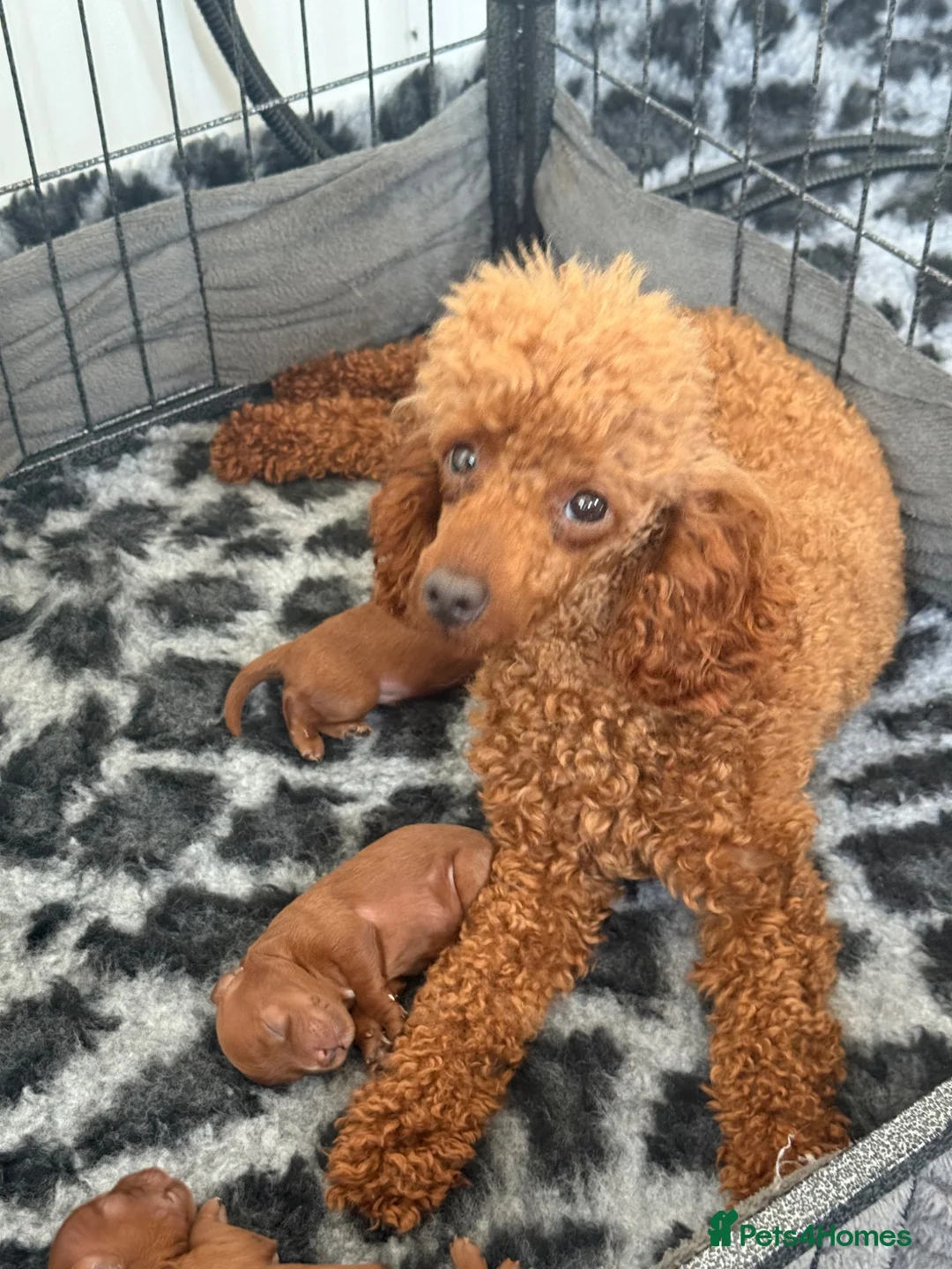 Cavapoo dogs for sale: Stunning deep dark red F1 Cavapoo’s - Advert 1