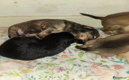 Mixed Breed dogs for sale: Beautiful jackchi puppies  - Image 20