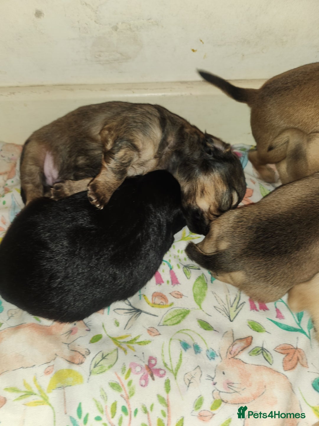 Mixed Breed dogs for sale: Beautiful jackchi puppies  - Image 20