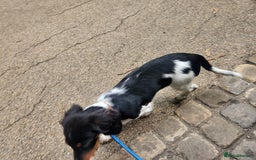Dachshund dogs for sale: White/Black/Tan,gray long-haired dachshund puppies - Image 18