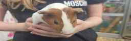 Guinea Pig rodents for sale: Young female guinea pigs  - Advert 5