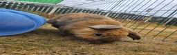 Mixed Breed rabbits for sale: A lovely bunny- Bert - Advert 5