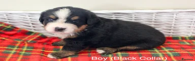 Bernese Mountain Dog Boy Black