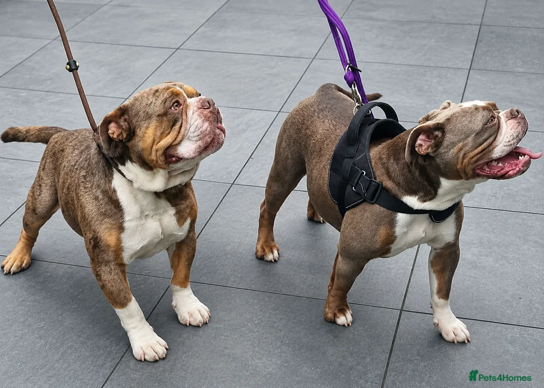 Olde English Bulldogge dogs for sale: 🐾 Exciting News – Puppies Expected July 2026! 🐾 - Advert 5