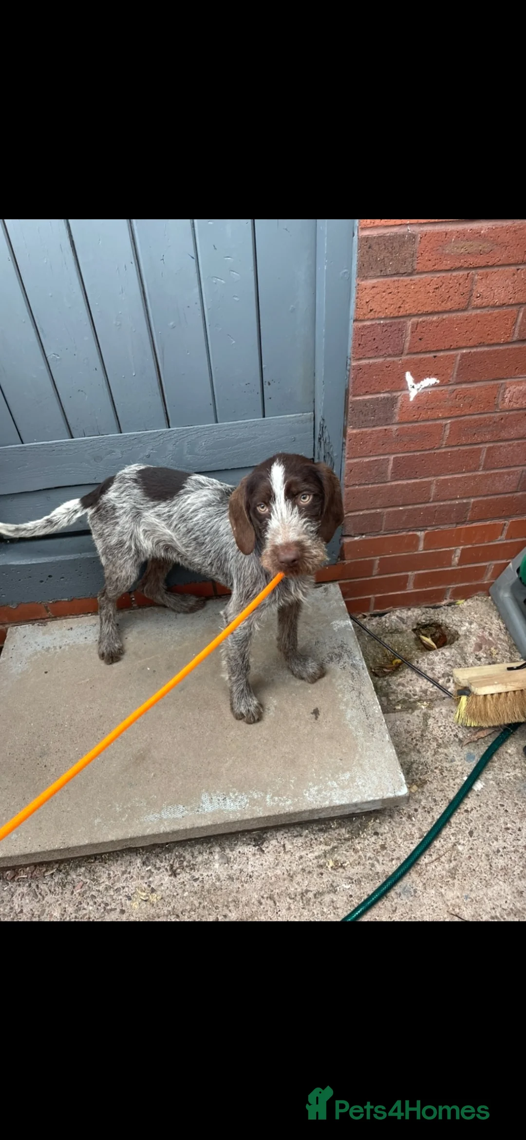 German Wirehaired Pointer dogs for sale: 2 beautiful German wired haired pointer pups - Advert 1