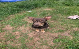 Australian Kelpie dogs for sale: Male kelpie - Image 3