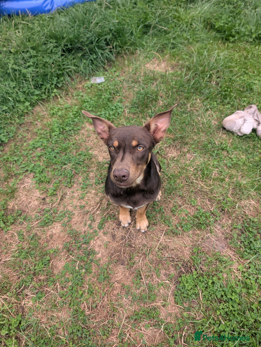 Australian Kelpie dogs for sale: Male kelpie - Image 3