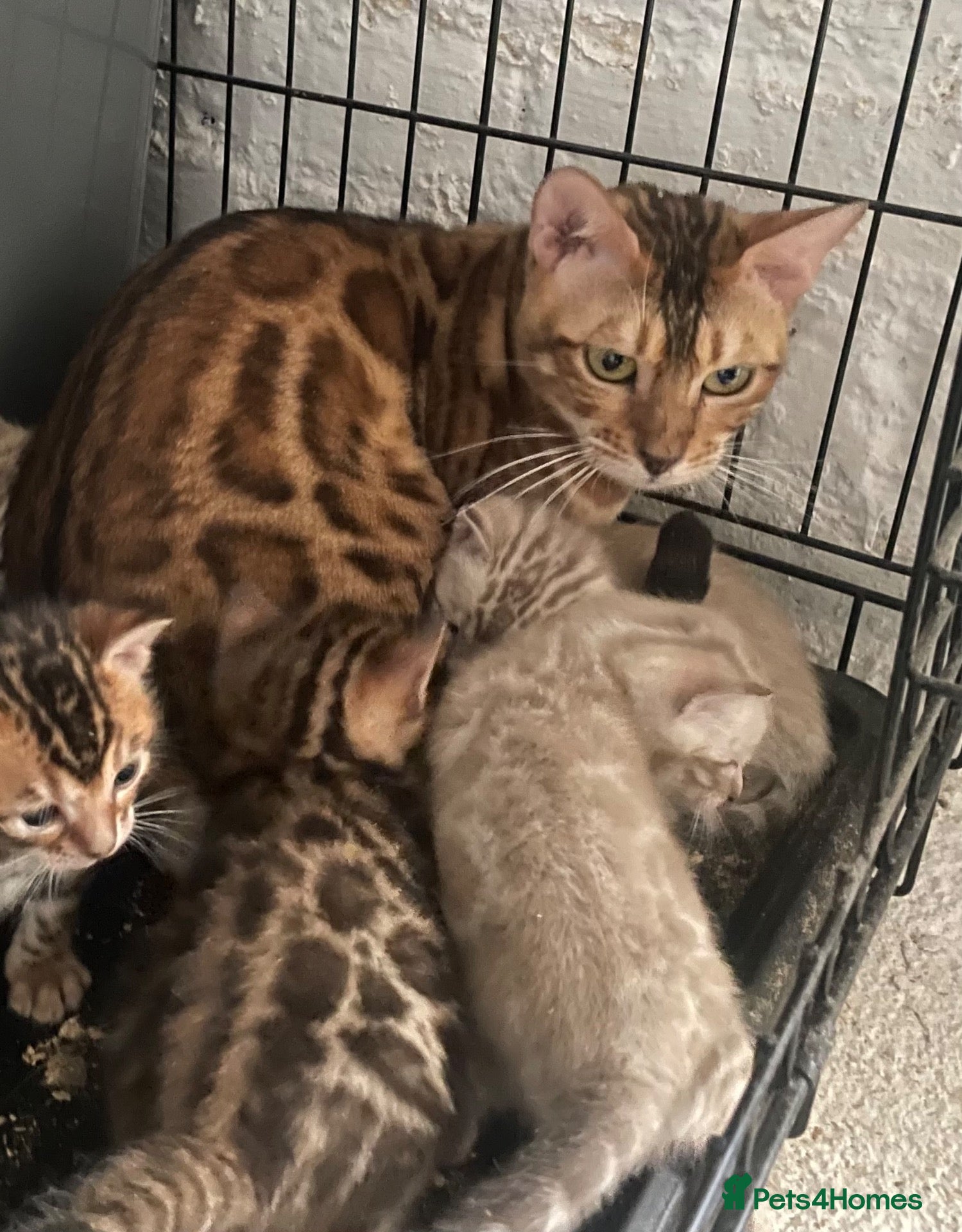 Bengal cats Tica registered bengals  - Advert 1
