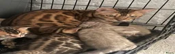 Bengal cats for sale: Tica registered bengals  in Chatham - Advert 1