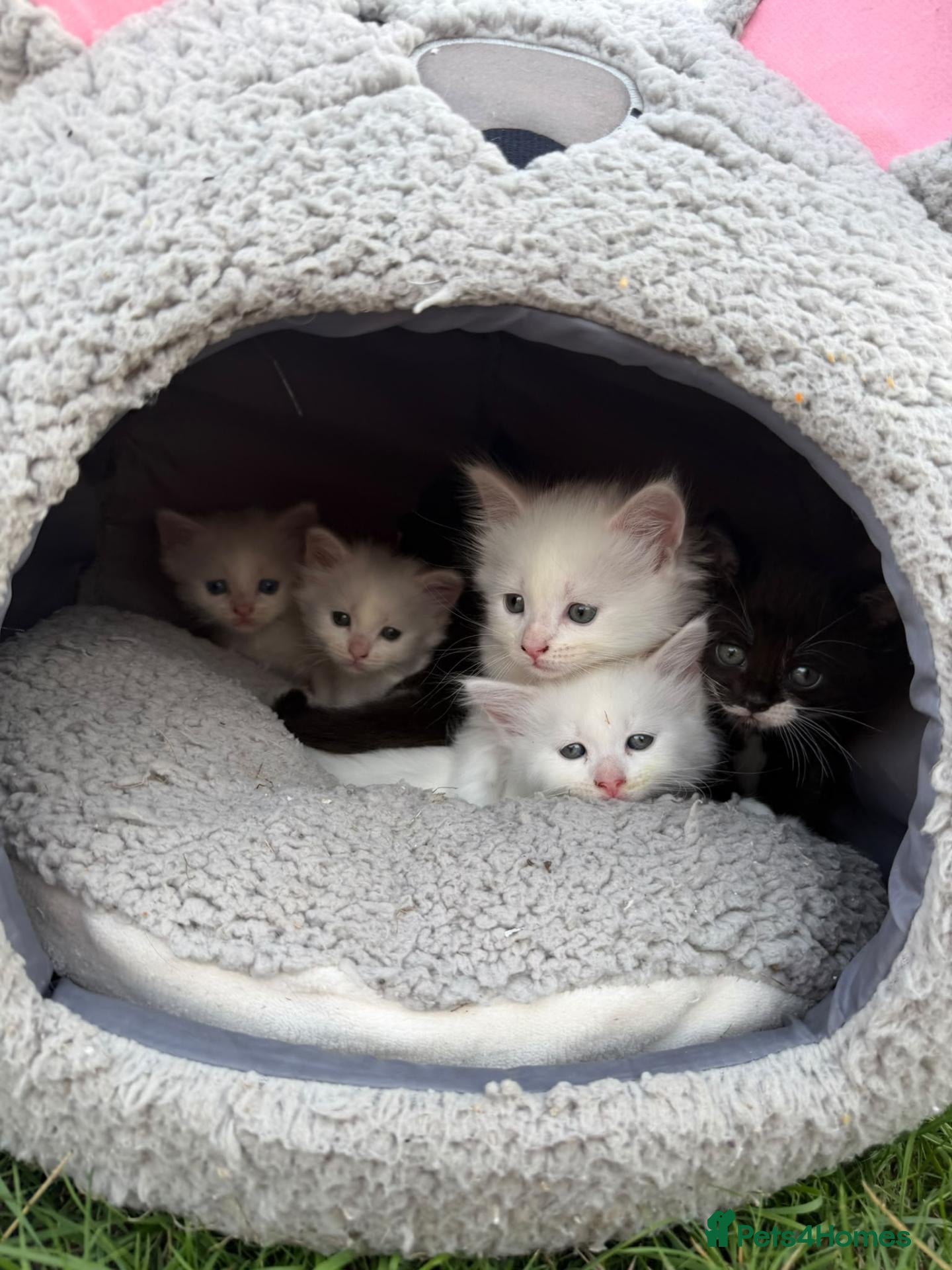 Mixed Breed cats Adorable fluffy kittens looking for loving family - Advert 1