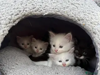 Mixed Breed cats Adorable fluffy kittens looking for loving family - Advert 1