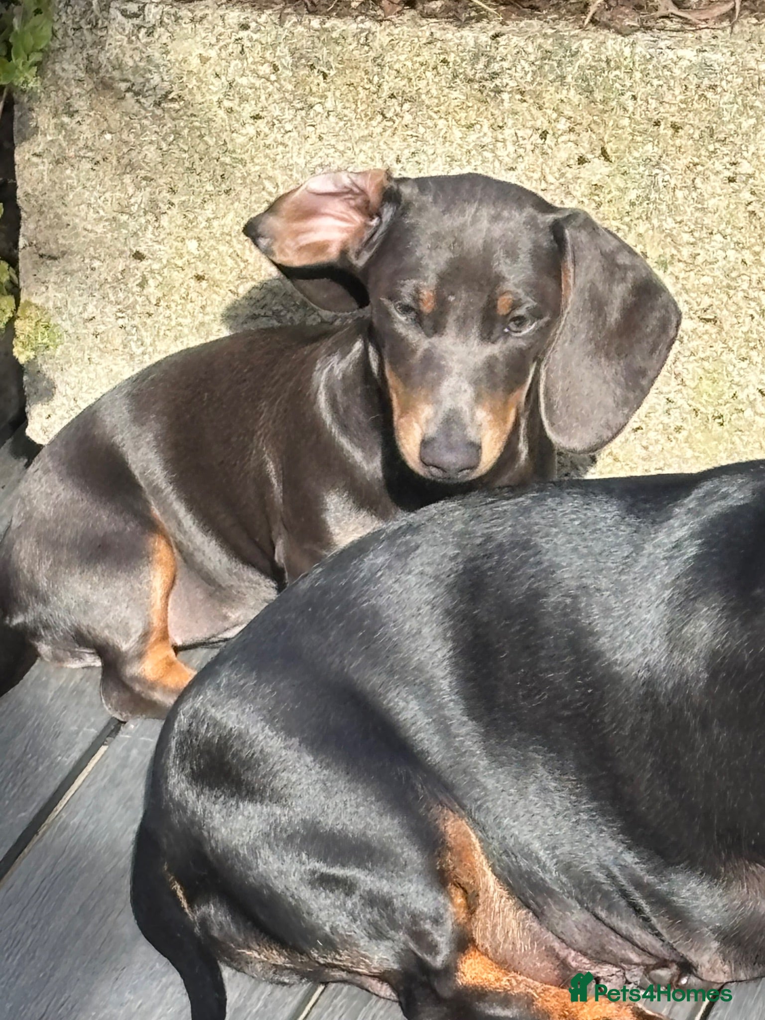Miniature Dachshund dogs Stunning KC Mini Dachshund Last 3 Final Reductions - Advert 1