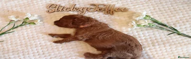 Cavapoo 4