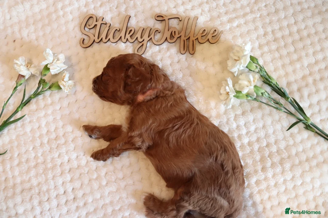 Cavapoo dogs for sale: F1b Cavapoo Puppies | 360 Health Tested Parents - Advert 2