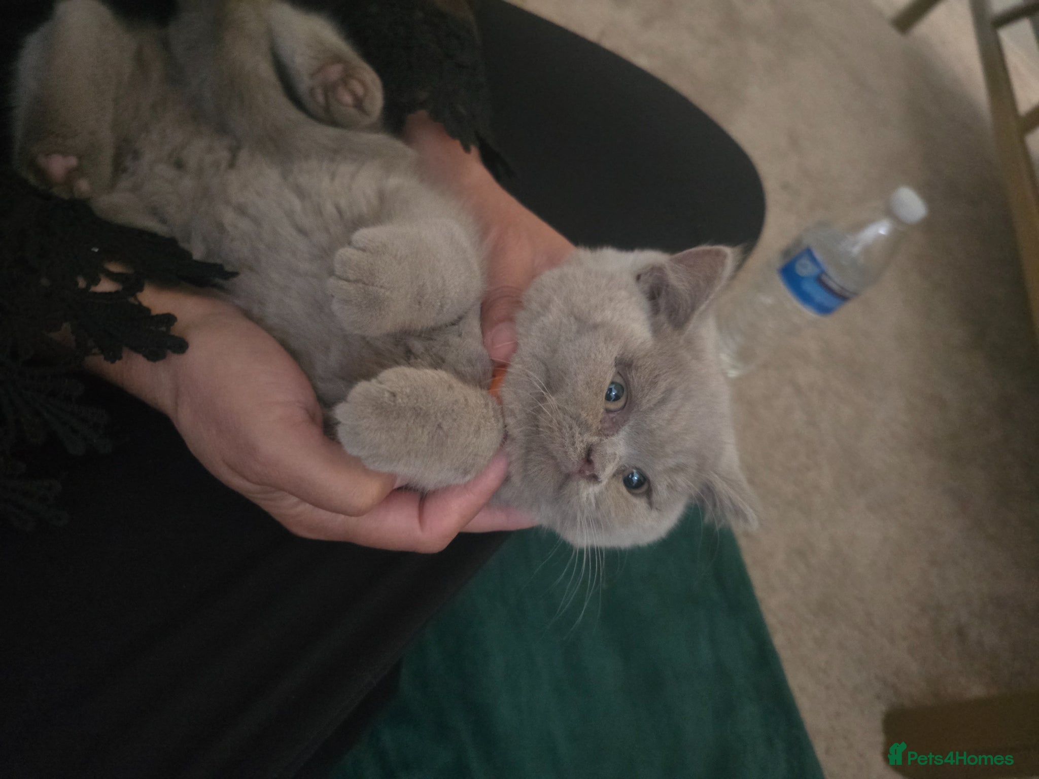 British Shorthair cats Gorgeous Arorable Lilac Boys Bristish Short Hair - Advert 2