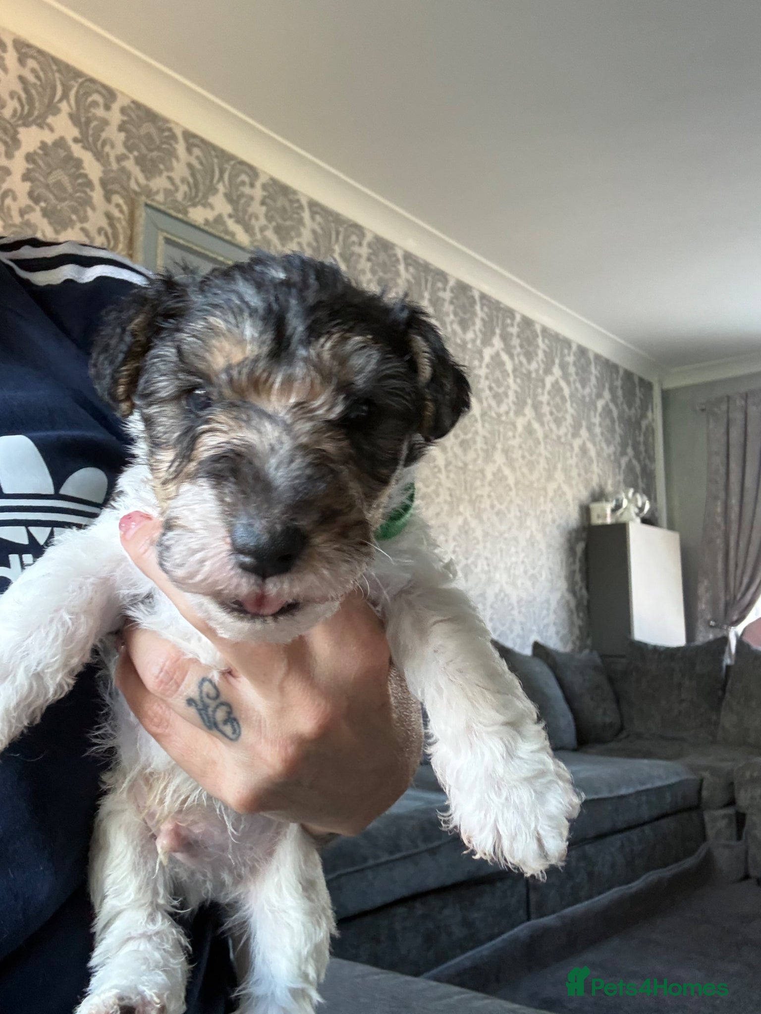 Fox Terrier dogs for sale: Wire haired fox terrier - Advert 4