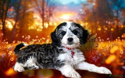 Cockapoo dogs for sale: ⭐️RARE Silver Phantom, VET ✅ & DNA CLEAR Cockapoo - Image 2