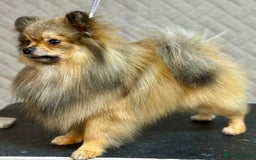 Pomeranian dogs for adoption: Prince: The Little Dog Who Survived  - Image 4