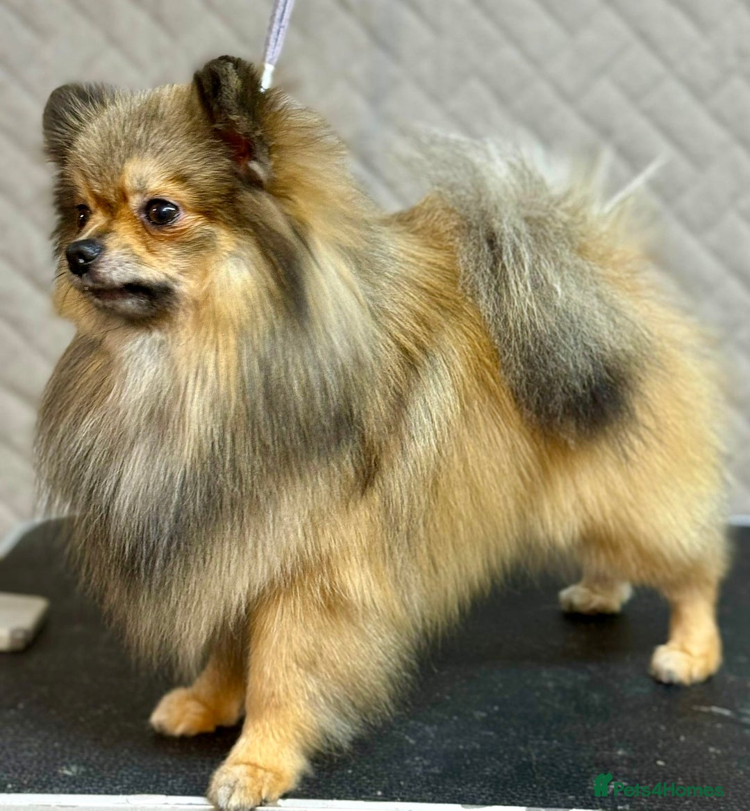 Pomeranian dogs for adoption: Prince: The Little Dog Who Survived  - Image 4