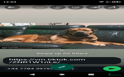 Mixed Breed dogs for sale: Rottweiler x Akita  mastiff pups - Advert 2