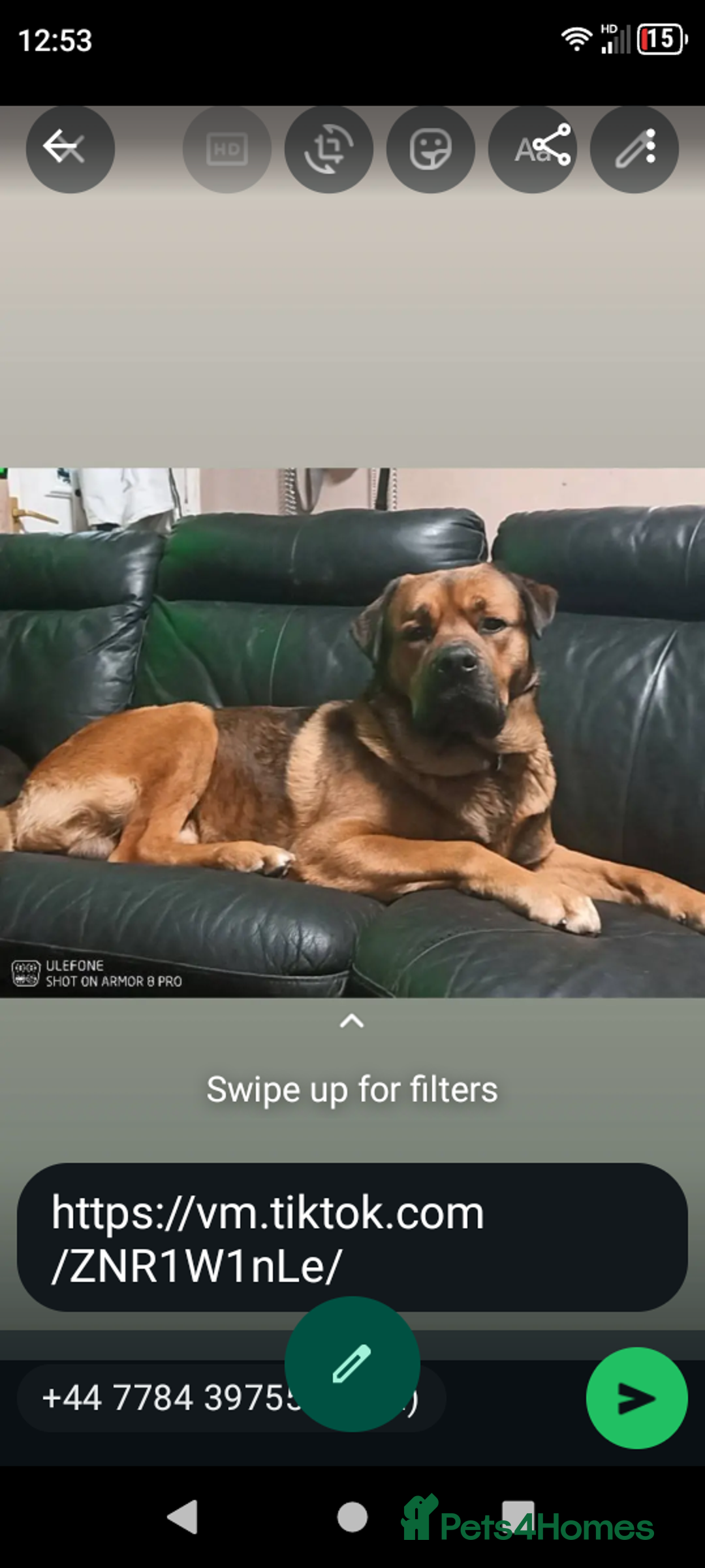 Mixed Breed dogs for sale: Rottweiler x Akita  mastiff pups - Advert 2