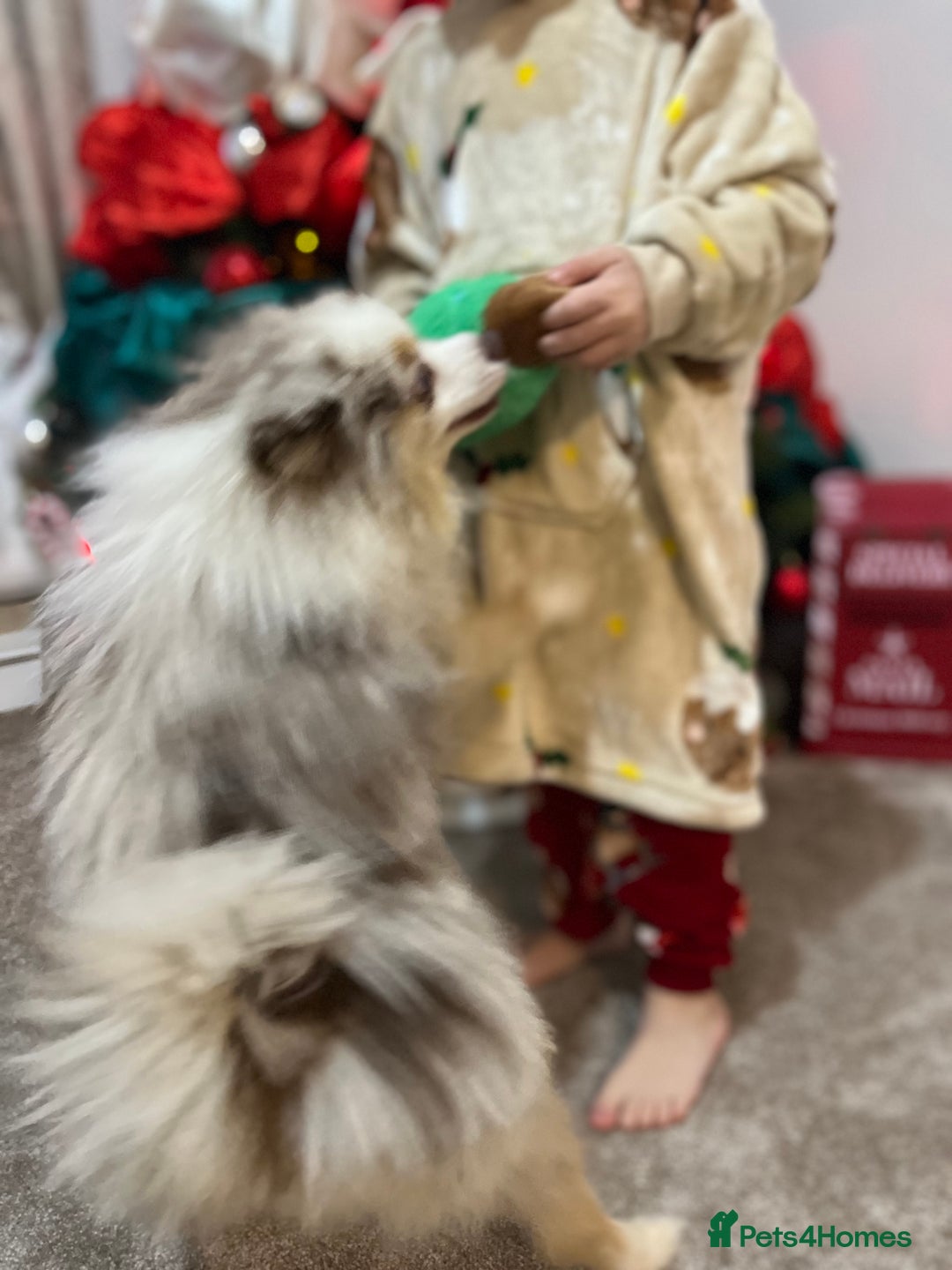 Pomeranian dogs for stud: Male Pomeranian STUD!!! - Advert 5