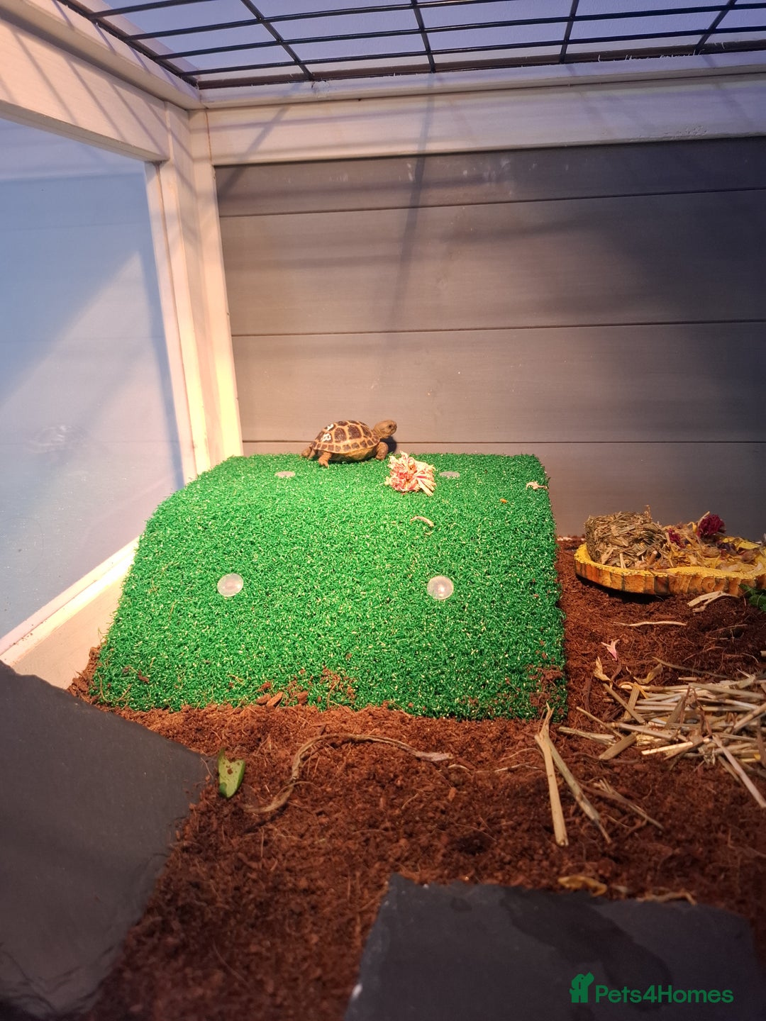 Tortoise reptiles for sale: Horsfield tortoise Shelby 7 weeks old - Image 2